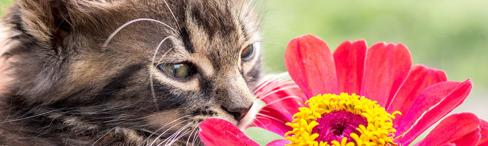 Kitten and Flower